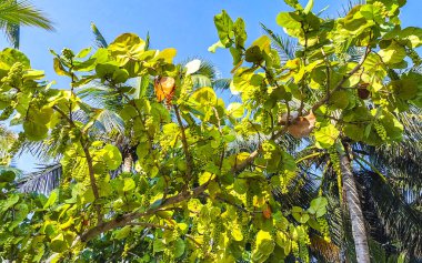 Cancun Quintana Roo Mexico 'da meyveli tropik deniz üzüm ağacı..