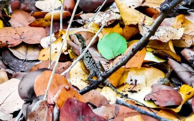 Striped Basilisk Tolok iguana Maya Playa del Carmen Quintana Roo Mexico 'da yapraklar üzerinde ormanda.