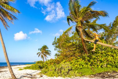 Playa del Carmen Quintana Roo Meksika sahilinde bir palmiye ağacına tırmanan adam..