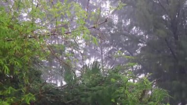 Tayland tropikal doğasında şiddetli muson yağmurları Naithon Sahili Sakhu Thalang Phuket Adası Tayland, Güney Asya.