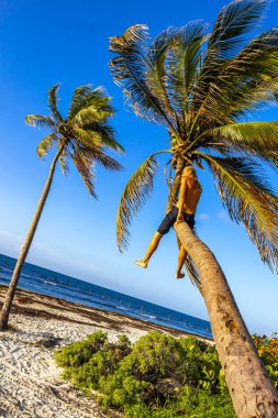 Playa del Carmen Quintana Roo Meksika sahilinde bir palmiye ağacına tırmanan adam..