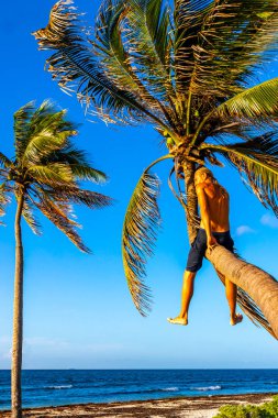 Playa del Carmen Quintana Roo Meksika sahilinde bir palmiye ağacına tırmanan adam..