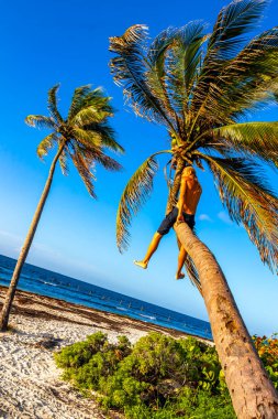 Playa del Carmen Quintana Roo Meksika sahilinde bir palmiye ağacına tırmanan adam..