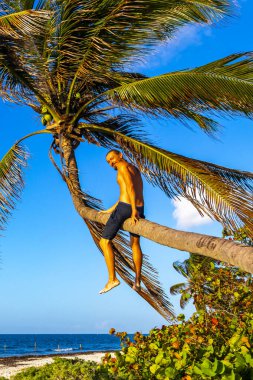 Playa del Carmen Quintana Roo Meksika sahilinde bir palmiye ağacına tırmanan adam..