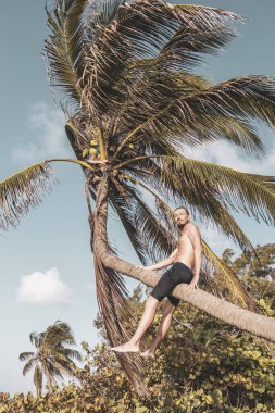 Playa del Carmen Quintana Roo Meksika sahilinde bir palmiye ağacına tırmanan adam..