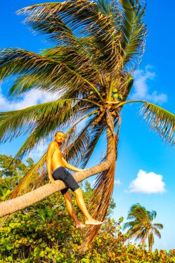 Playa del Carmen Quintana Roo Meksika sahilinde bir palmiye ağacına tırmanan adam..