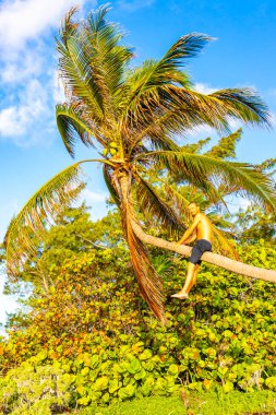 Playa del Carmen Quintana Roo Meksika sahilinde bir palmiye ağacına tırmanan adam..