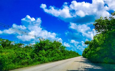 Quintana Roo Mexico 'da Los Aluxes Lazaro Cardenas köyü boyunca uzanan tropik orman ve orman..