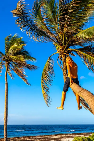 Playa del Carmen Quintana Roo Meksika sahilinde bir palmiye ağacına tırmanan adam..