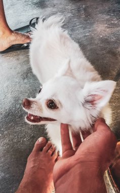 Tatlı beyaz tüylü köpek Puerto Morelos Quintana Roo Mexico 'da sevilmek istiyor..