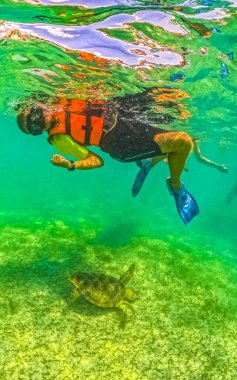 Akumal Quintana Roo Mexico 'da deniz kaplumbağalarıyla şnorkelle yüzmek..