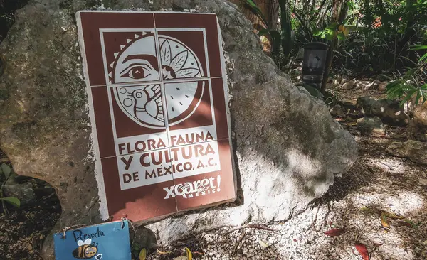 Playa del Carmen Quintana Roo Mexico 'daki ceiba ağaçlarının parkı..