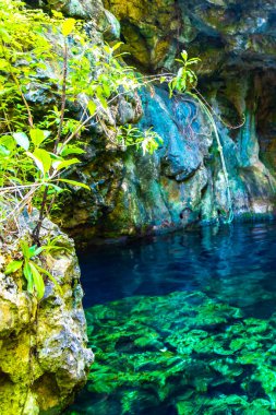 Güzel Cenote Park Minotauro 'da kireçtaşı kayaları turkuaz mavi su ve doğa ormanı Xpu Ha Quintana Roo Mexico' da..