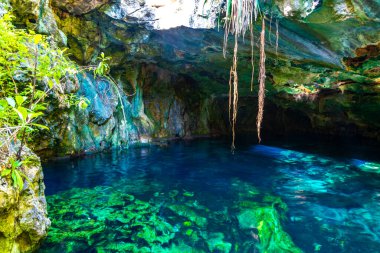 Beautiful Cenote Park Minotauro with limestone rocks turquoise blue green water and nature jungle around it in Xpu Ha Quintana Roo Mexico. clipart