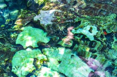 Güzel Cenote Park Minotauro 'da kireçtaşı kayaları turkuaz mavi su ve doğa ormanı Xpu Ha Quintana Roo Mexico' da..