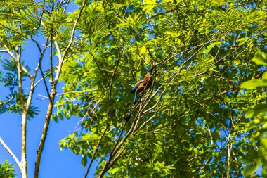 Beautiful colorful blue cenote bird mot mot momoto or motmot in Xpu Ha Quintana Roo Mexico. clipart