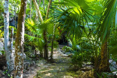 Güzel Cenote Parkı Minotauro 'da kireçtaşı kayaları yeşil tropikal orman ve doğa Xpu Ha Quintana Roo Mexico' da.