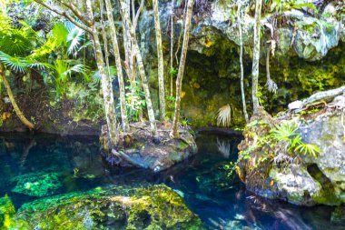 Güzel Cenote Park Minotauro 'da kireçtaşı kayaları turkuaz mavi su ve doğa ormanı Xpu Ha Quintana Roo Mexico' da..