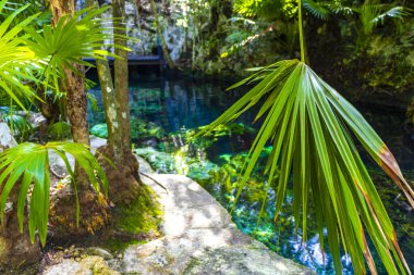 Güzel Cenote Park Minotauro 'da kireçtaşı kayaları turkuaz mavi su ve doğa ormanı Xpu Ha Quintana Roo Mexico' da..