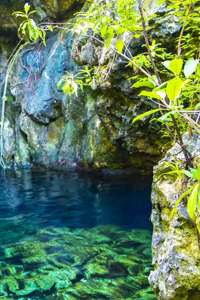 Güzel Cenote Park Minotauro 'da kireçtaşı kayaları turkuaz mavi su ve doğa ormanı Xpu Ha Quintana Roo Mexico' da..