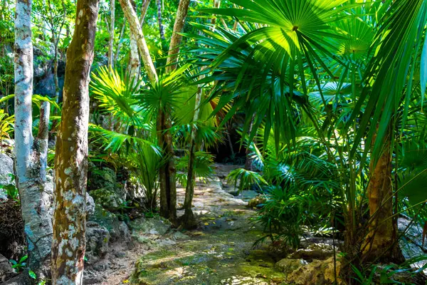 Güzel Cenote Parkı Minotauro 'da kireçtaşı kayaları yeşil tropikal orman ve doğa Xpu Ha Quintana Roo Mexico' da.