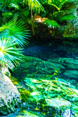 Beautiful Cenote Park Minotauro with limestone rocks turquoise blue green water and nature jungle around it in Xpu Ha Quintana Roo Mexico. clipart