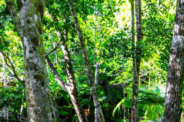 Güzel Cenote Parkı Minotauro 'da kireçtaşı kayaları yeşil tropikal orman ve doğa Xpu Ha Quintana Roo Mexico' da.