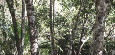 Güzel Cenote Parkı Minotauro 'da kireçtaşı kayaları yeşil tropikal orman ve doğa Xpu Ha Quintana Roo Mexico' da.