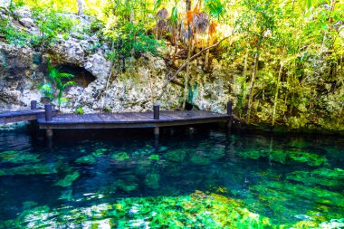 Güzel Cenote Park Minotauro 'da kireçtaşı kayaları turkuaz mavi su ve doğa ormanı Xpu Ha Quintana Roo Mexico' da..