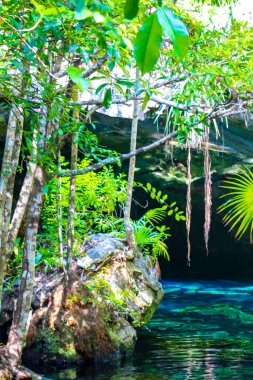 Güzel Cenote Park Minotauro 'da kireçtaşı kayaları turkuaz mavi su ve doğa ormanı Xpu Ha Quintana Roo Mexico' da..