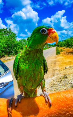 Green parrot on the hand arm in Solferino Lazaro Cardenas in Quintana Roo Mexico. clipart