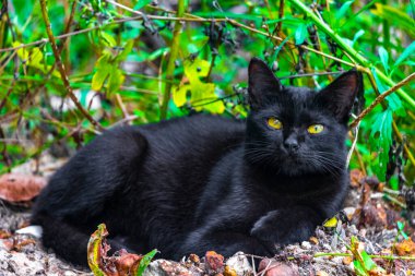 Güneydoğu Asya 'da Ao Nang Amphoe Mueang Krabi Tayland' da başıboş yaşayan sokak kedileri..