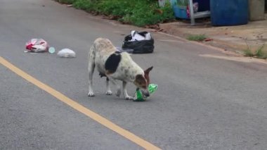 Ao Nang Krabi Tayland 19 numara. Ekim 2018 Güneydoğu Asya 'da Ao Nang Amphoe Mueang Krabi Tayland' da yaşayan özgür sokak köpeği.