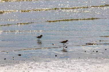 Sandpiper sandpipers bird birds walking on Noppharat Thara Beach in Ao Nang Amphoe Mueang Krabi Thailand in Southeast Asia. clipart