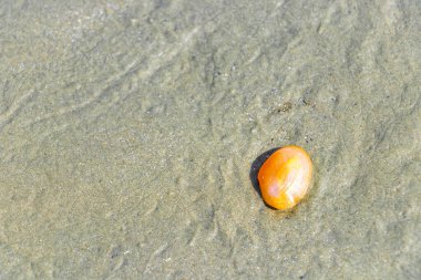 Güneydoğu Asya 'daki Ao Nang Amphoe Mueang Krabi Tayland' daki NopPharat Thara plajında kumsalda güzel turuncu bir deniz kabuğu..