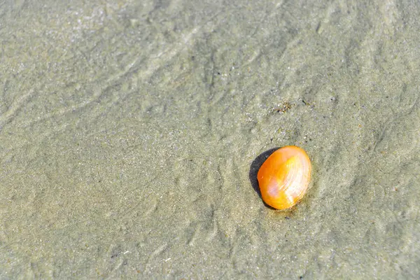 Güneydoğu Asya 'daki Ao Nang Amphoe Mueang Krabi Tayland' daki NopPharat Thara plajında kumsalda güzel turuncu bir deniz kabuğu..