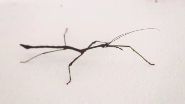 Güneydoğu Asya 'daki Ao Nang Amphoe Mueang Krabi Tayland' da beyaz duvarda Yürüyen Sopa Böceği.