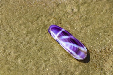 Güneydoğu Asya 'daki Ao Nang Amphoe Mueang Krabi Tayland' daki NopPharat Thara plajında kumsalda güzel mor bir deniz kabuğu..