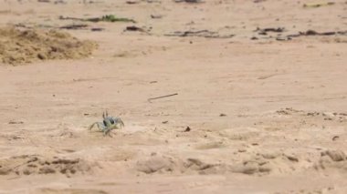 Güneydoğu Asya 'da Ao Nang Amphoe Mueang Krabi Tayland' da kumsalda sürünen beyaz büyük yengeç..