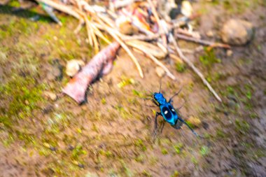 Orta Amerika 'daki Para Heredia Kosta Rika' da yerde yatan mavi böcek..