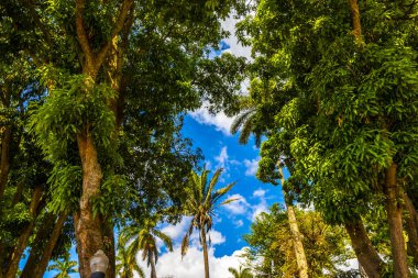 Orta Amerika Alajuela Kosta Rika 'da tropikal palmiye ağaçları bitki ve mavi gökyüzü.