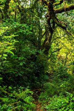 Orta Amerika 'daki Para Heredia Kosta Rika' daki dağlarda orman yolu yürüyüş yolu ve güzel tropikal orman bitkileri ve ağaçlarıyla büyülü bir orman..