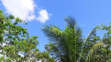 Güneydoğu Asya 'da Ao Nang Amphoe Mueang Krabi Tayland' da ağaç tepeleri ve palmiye ağaçları olan mavi gökyüzü..