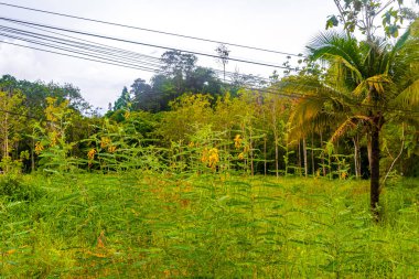 Yellow flowers in tropical nature in Ao Nang Amphoe Mueang Krabi Thailand in Southeast Asia. clipart