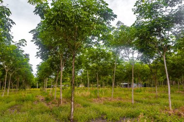 Güneydoğu Asya 'daki Ao Nang Amphoe Mueang Krabi Tayland' daki ağaçlı lastik tarlası..
