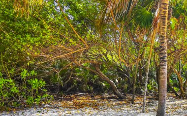 Playa del Carmen Quintana Roo Meksika 'da mavi gökyüzü ve orman ormanlarında bitki ağaçları ve köknar ağaçları olan tropikal Meksika Karayip plajı doğası..