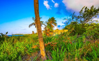 Playa del Carmen Quintana Roo Meksika 'da mavi gökyüzü ve orman ormanlarında bitki ağaçları ve köknar ağaçları olan tropikal Meksika Karayip plajı doğası..