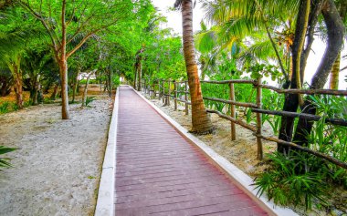 Tahta patika patika yolu ve Karayipler sahilinde çit ve Playa del Carmen Quintana Roo Meksika 'da palmiye ağaçları ile tropikal doğa.