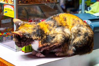 Cat sleeping on the counter in the store in Para Heredia Costa Rica in Central America. clipart