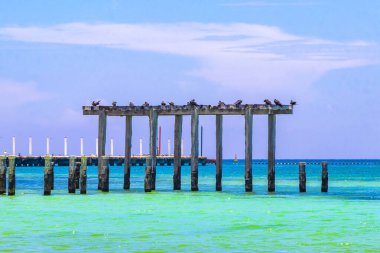 Playa del Carmen Quintana Roo Meksika 'da Karayip Denizi üzerinde eski bir iskelede oturan martılar..
